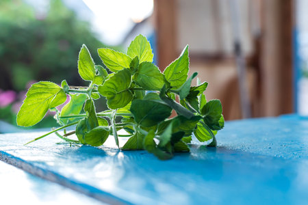 Fresh mint leaves lying on blue table in sunny daysの写真素材