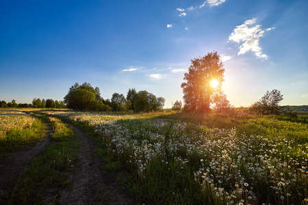 Happy new day concept. Stunning yellow meadow summer sunrise beautiful gold light backgroundの写真素材