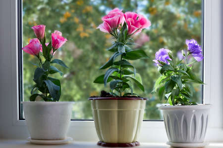 Beautiful flowers stand on the windowの写真素材