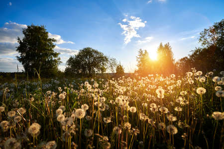 Happy new day concept. Stunning yellow meadow summer sunrise beautiful gold light backgroundの写真素材