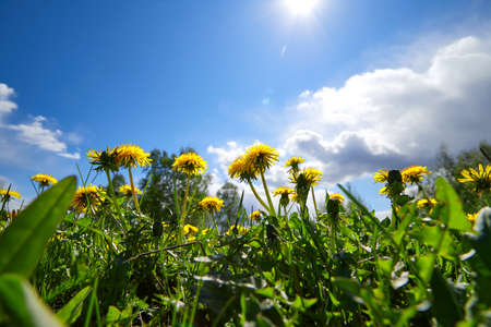 Meadow of yellow dandelions against the blue sky in sunny spring dayの写真素材