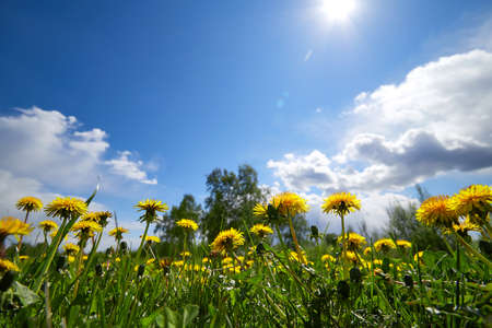 Meadow of yellow dandelions against the blue sky in sunny spring dayの写真素材