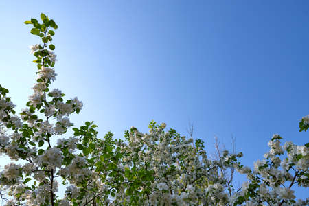 Spring Time. An apple tree branch with flowers on background blue clear skyの写真素材
