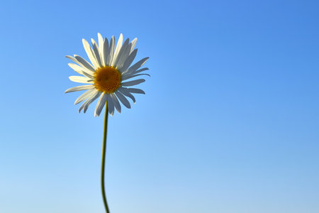 White chamomile against the blue sky. Summer background.の写真素材