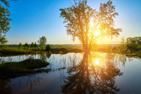 Spring dawn in meadows with big trees and water after rain.の写真素材