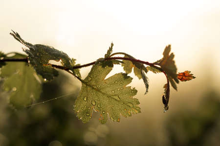 A branch of a bush with dew drops on the leaves against the backdrop of the rising sun on a summer morning.の写真素材