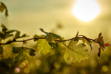 A branch of a bush with dew drops on the leaves against the backdrop of the rising sun on a summer morning.の写真素材