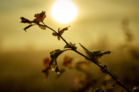 A branch of a bush with dew drops on the leaves against the backdrop of the rising sun on a summer morning.の写真素材