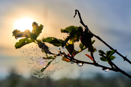 A branch of a bush with dew drops on the leaves against the backdrop of the rising sun on a summer morning.の写真素材