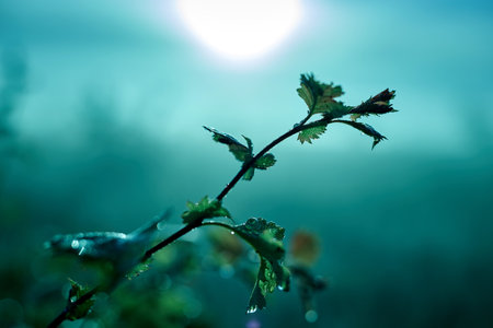 A branch of a bush with dew drops on the leaves against the backdrop of the rising sun on a summer morning.の写真素材