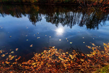 Colourful fall leaves in pond lake water, floating autumn leaf. Sunny autumn day foliage. October weather, november nature background. Beautiful reflection in water.の写真素材