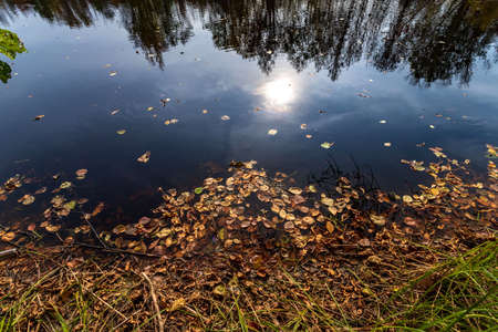 Colourful fall leaves in pond lake water, floating autumn leaf. Sunny autumn day foliage. October weather, november nature background. Beautiful reflection in water.の写真素材