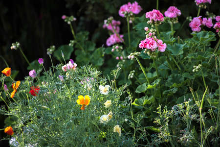 Beautiful flowers grow in the garden. Selective focus.の写真素材