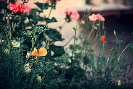 Beautiful flowers grow in the garden. Selective focus.の写真素材