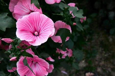 Flowers of pink Lavater or annual, rose, royal or regal. Mallow in the garden close up.の写真素材
