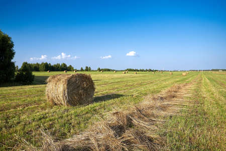 Bales of hay in a field in front of some trees after the harvest in summer.の写真素材