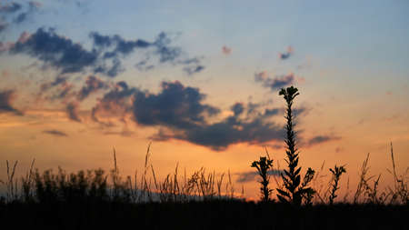 Real majestic sunrise sundown sky background with gentle colorful clouds. Gentle summer dawn with beautiful sky.の写真素材