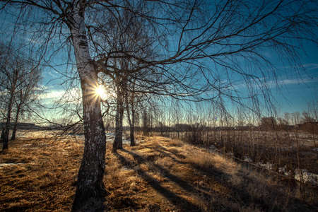 White birch trunk on a sunny spring morning. Birch trees in bright sunrise light.の写真素材