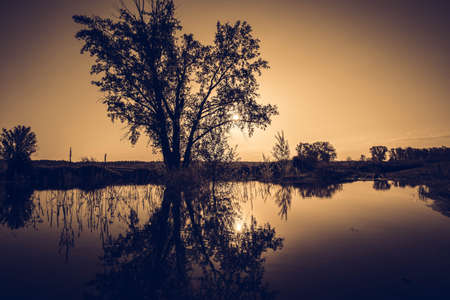 Beautiful spring landscape with a small lake and tree at the morning. Yellow tone.の写真素材