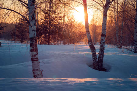 Birches in the snow at sunrise. Beautiful snowy spring landscape in the Russia.の写真素材