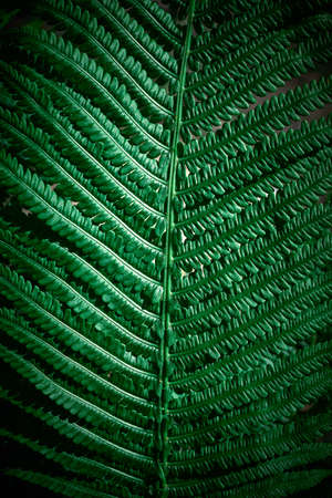 Fern leaf close up. Dark green background. Fern plant leaf background.の写真素材