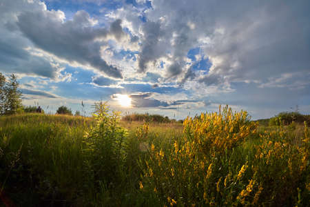 Beautiful summer sunset with yellow flowers in the meadows.の写真素材