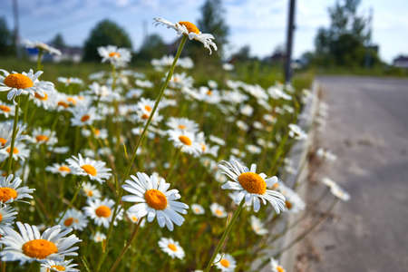 Flower of garden or medicinal chamomile . The concept of naturalness. Top view.の写真素材