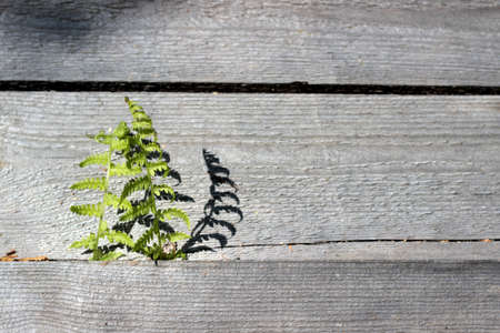 Two young fern leaves grow through wooden planks. Place for text.