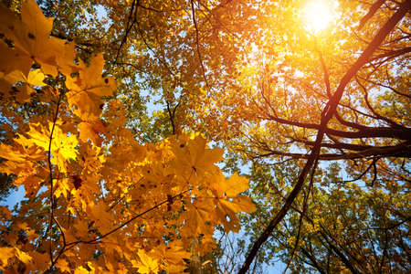 Beautiful romantic forest in a park with colorful trees and sunlight. Autumn maple forest on a sunny dayの写真素材