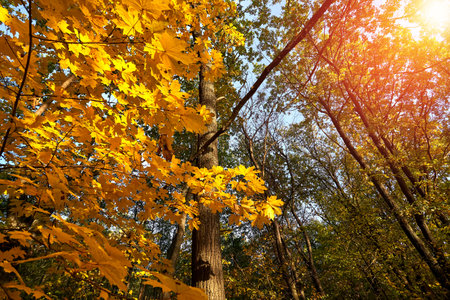 Beautiful romantic forest in a park with colorful trees and sunlight. Autumn maple forest on a sunny...