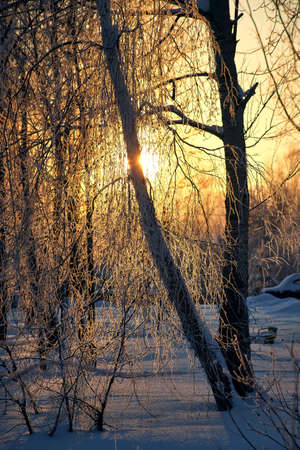 Majestic winter landscape. Winter sunrise in the forest.の写真素材