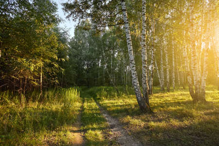 Birch Grove. Beautiful forest landscape. Rural road in birch forest.の写真素材