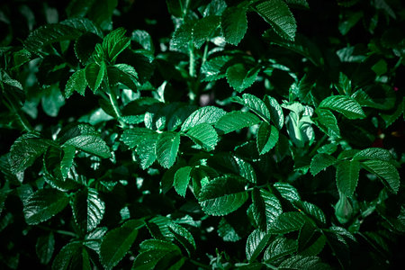 Green rosehip leaves. Beautiful texture background.の写真素材