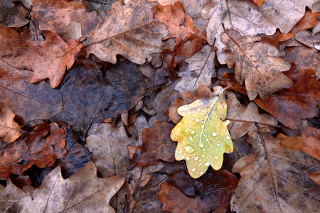 Abstract background of dry oak leaves with drops at autumn.の写真素材