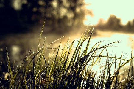Nature background at sunrise and lake. Close up. Dew drops. The sun is breaking through grass. Place for text. Abstract background.の写真素材