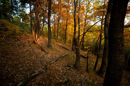 Autumn landscape, colorful autumn nature in nice sunny weather at sunset. Autumn oak forest.の写真素材