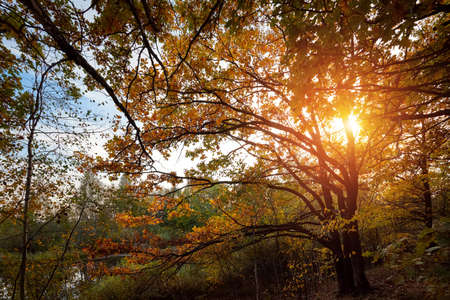 Autumn landscape, colorful autumn nature in nice sunny weather at sunset. Autumn oak forest.の写真素材