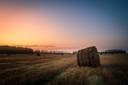 Hay rolls on meadow against sunrise background.