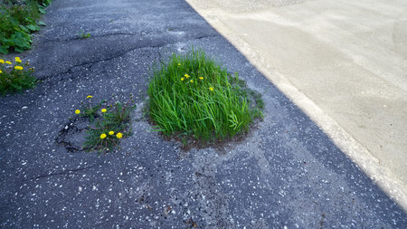 Fresh green grass growing through the asphalt. Concept life.の写真素材