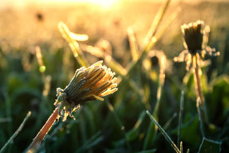 Yellow dandelion in hoarfrost at spring sunny sunrise.の写真素材