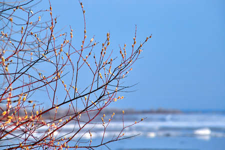 Beautiful pussy willow flowers branches. Easter palm sunday holiday. Elegant artistic image nature....