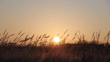 Grass beautiful at summer sunset and soft focus. Selective focus.の写真素材