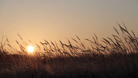 Grass beautiful at summer sunset and soft focus. Selective focus.の写真素材