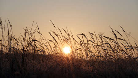 Grass beautiful at summer sunset and soft focus. Selective focus.の写真素材