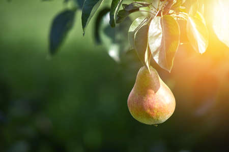 Conference pear ripening on a pear fruit tree.の写真素材