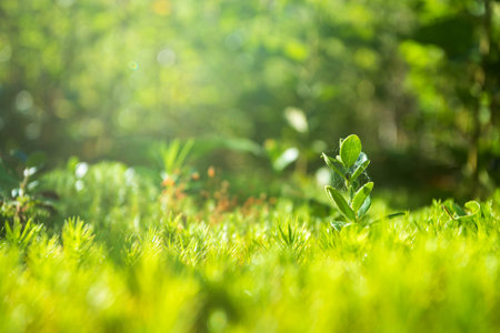 Young green tree wiyh grass. Green grass carpet. Selective focus. Shallow depth of field.の写真素材