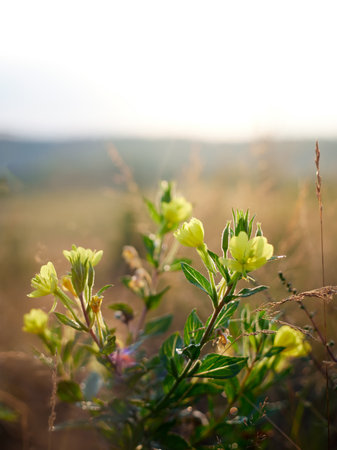 Field of spring flowers and perfect sunny morning. Vertical view. Selective focus.の写真素材