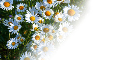 Greeting card with daisies with place for your text.の写真素材