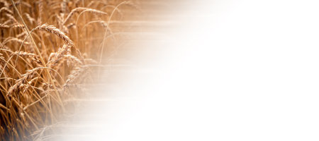 Close up of wheat ears, Field of wheat in a summer day. Harvesting period. Banner with ears of wheat on white background and place for text.の写真素材