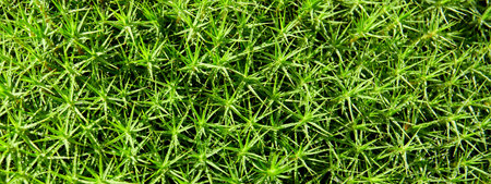 Green young grass for banner. Top view.の写真素材